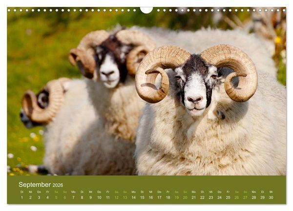 Produktbild: Unter Schafen - Wegbegleiter auf Reisen (Wandkalender 2026 DIN A3 quer), CALVENDO Monatskalender