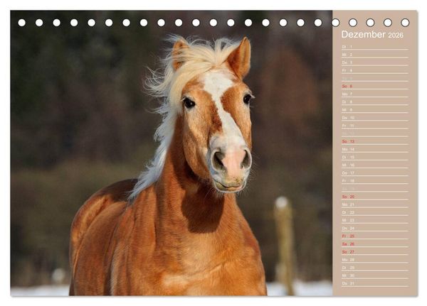 Produktbild: Haflinger / Geburtstagskalender (Tischkalender 2026 DIN A5 quer), CALVENDO Monatskalender