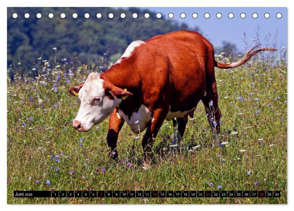 Produktbild: Kuh und Co. (Tischkalender 2026 DIN A5 quer), CALVENDO Monatskalender