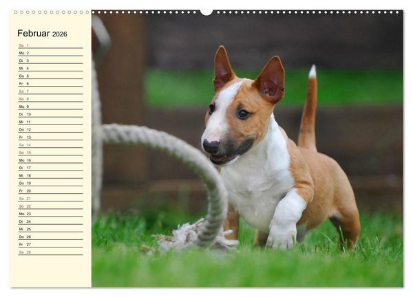 Produktbild: Bullterrier (hochwertiger Premium Wandkalender 2026 DIN A2 quer), Kunstdruck in Hochglanz