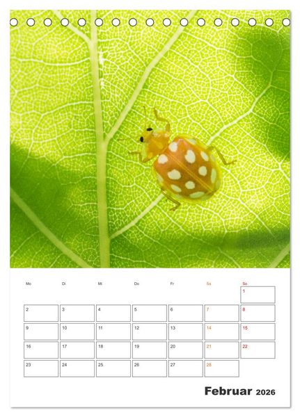 Produktbild: Kleines Gl&uuml;ck ganz gro&szlig;: Marienk&auml;fer! (Tischkalender 2026 DIN A5 hoch), CALVENDO Monatskalender