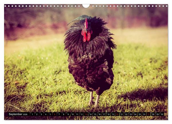 Produktbild: H&uuml;hner in meinem Garten (Wandkalender 2026 DIN A3 quer), CALVENDO Monatskalender