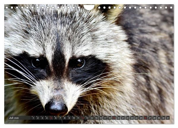 Produktbild: Besuch vom Waschb&auml;r (Wandkalender 2026 DIN A4 quer), CALVENDO Monatskalender