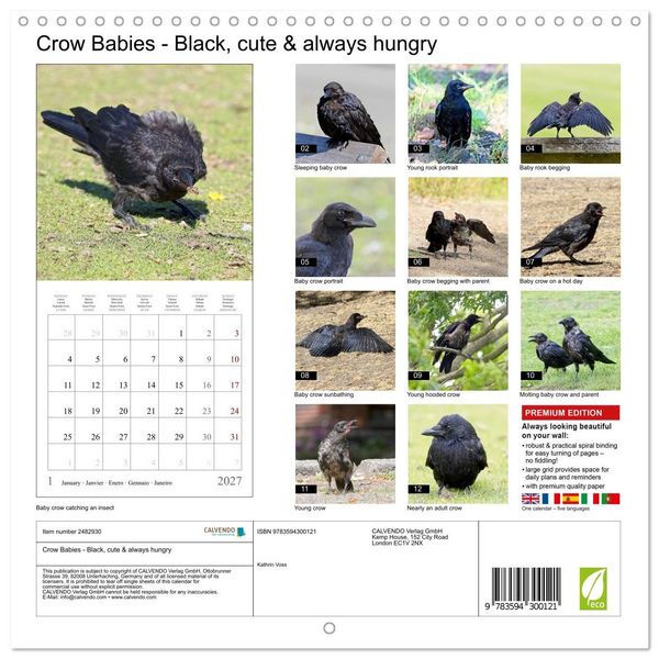 Produktbild: Crow Babies - Black, cute & always hungry (Wall Calendar 2027 12 &times; 12 Inch) CALVENDO 12 Month Wall Calendar