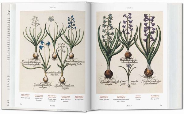 Produktbild: Basilius Besler. L'Herbier. Hortus Eystettensis