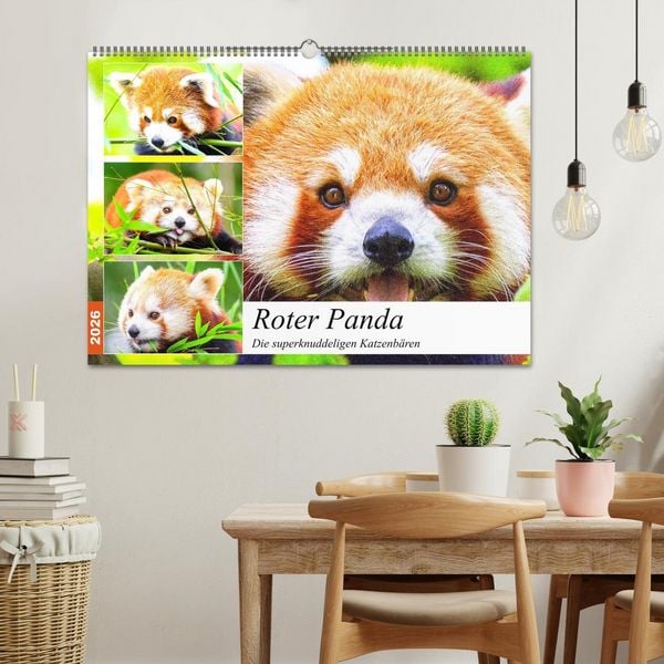 Produktbild: Roter Panda. Die superknuddeligen Katzenb&auml;ren (Wandkalender 2026 DIN A2 quer), CALVENDO Monatskalender