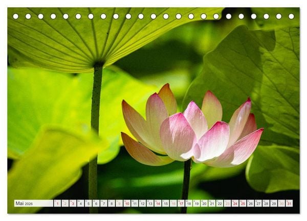 Produktbild: Trauminseln der Welt - Mauritius (Tischkalender 2026 DIN A5 quer), CALVENDO Monatskalender