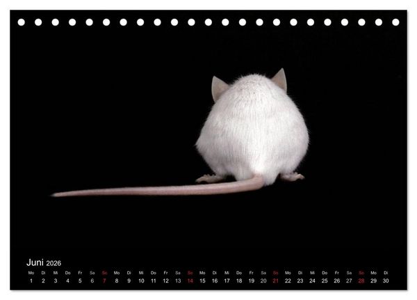 Produktbild: S&uuml;&szlig;e M&auml;use und Coole Ratten (Tischkalender 2026 DIN A5 quer), CALVENDO Monatskalender