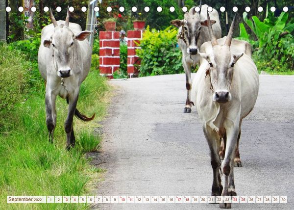 Produktbild: S&uuml;dindien - Naturparadies in den Bergen (Tischkalender 2022 DIN A5 quer)