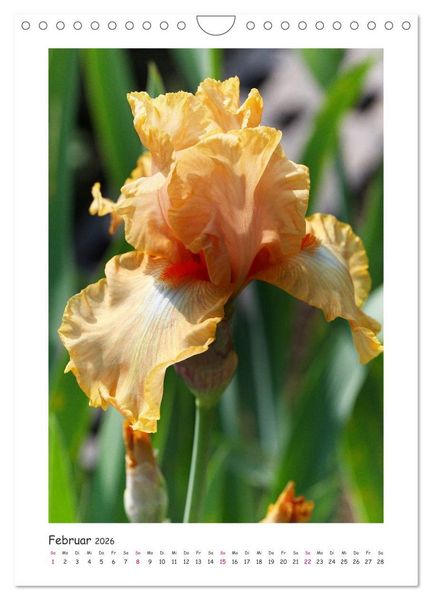 Produktbild: Traumhafte Iris (Wandkalender 2026 DIN A4 hoch), CALVENDO Monatskalender