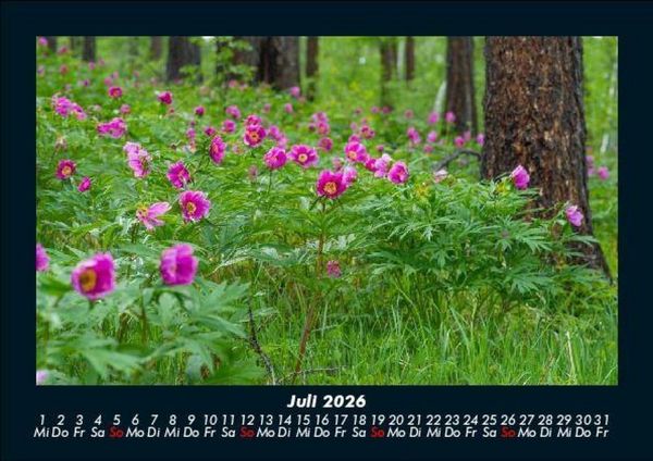 Produktbild: Blumentr&auml;ume 2026 Fotokalender DIN A5