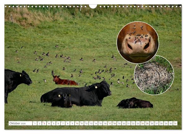 Produktbild: Weidetiere - Landschaftsgestalter seit Jahrhunderten (Wandkalender 2026 DIN A3 quer), CALVENDO Monatskalender