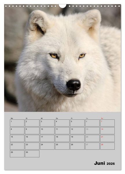 Produktbild: Wolf-Gesichter (Wandkalender 2026 DIN A3 hoch), CALVENDO Monatskalender