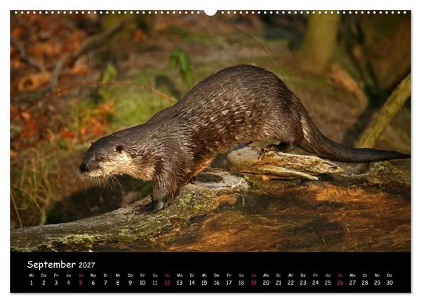Produktbild: Putzige Fischj&auml;ger (hochwertiger Premium Wandkalender 2027 DIN A2 quer), Kunstdruck in Hochglanz