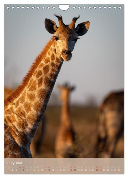 Produktbild: Giraffe Tales (Wall Calendar 2026 DIN A4 portrait), CALVENDO 12 Month Wall Calendar