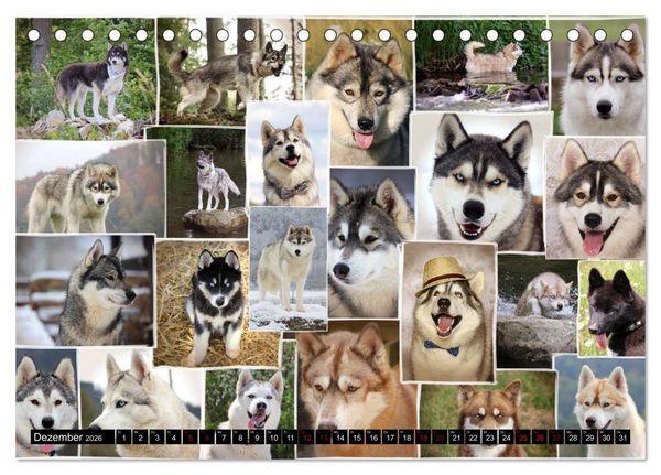 Produktbild: Faszination Husky (Tischkalender 2026 DIN A5 quer), CALVENDO Monatskalender