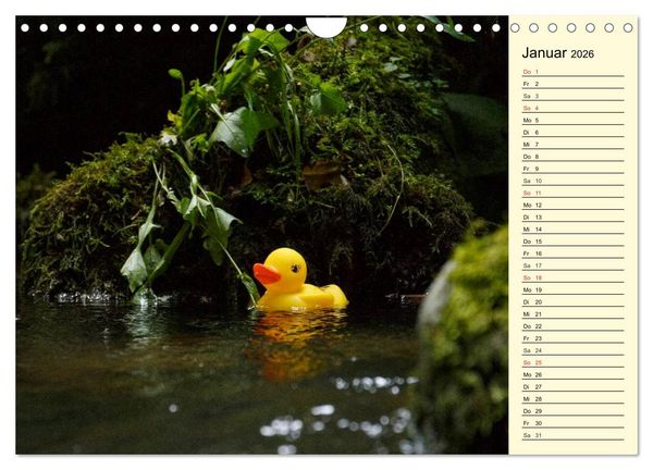 Produktbild: Enten-Rennen (Wandkalender 2026 DIN A4 quer), CALVENDO Monatskalender