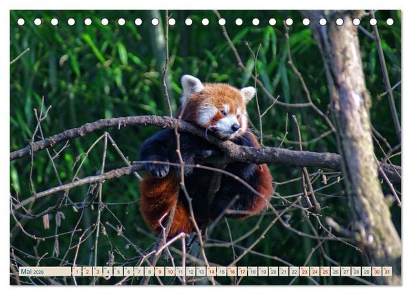Produktbild: Kleiner Panda auf Entdeckungstour (Tischkalender 2026 DIN A5 quer), CALVENDO Monatskalender
