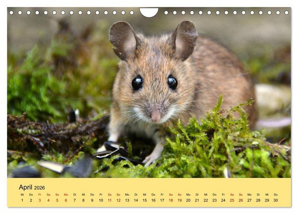 Produktbild: ... hier kommt die Maus ... (Wandkalender 2026 DIN A4 quer), CALVENDO Monatskalender