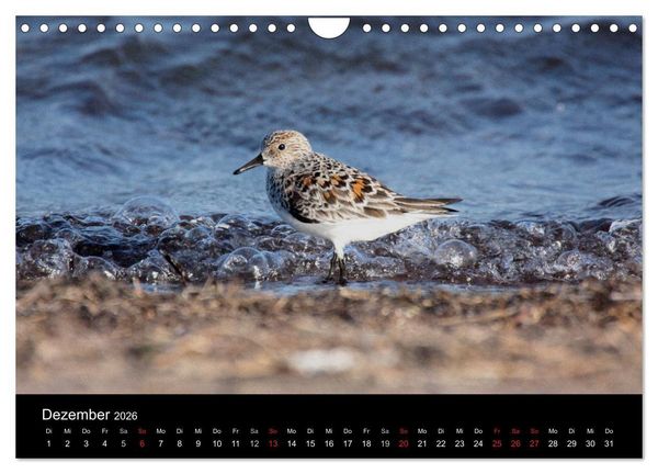 Produktbild: Limikolen Watv&ouml;gel auf dem Zug (Wandkalender 2026 DIN A4 quer), CALVENDO Monatskalender