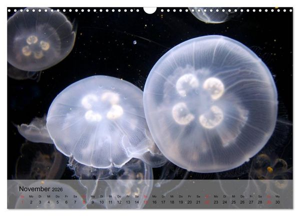 Produktbild: Quallen. Die Welt der Medusen (Wandkalender 2026 DIN A3 quer), CALVENDO Monatskalender
