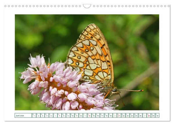 Produktbild: Schmetterlinge: zart und bunt (Wandkalender 2026 DIN A3 quer), CALVENDO Monatskalender