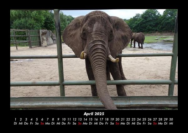 Produktbild: Der Tierkalender 2025 Fotokalender DIN A3