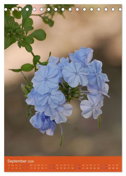 Produktbild: Mexican Garden Flowers - Aguascalientes (Desk Calendar 2026 DIN A5 portrait), CALVENDO 12 Month DeskCalendar