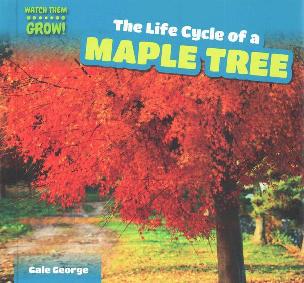 Produktbild: Life Cycle Of a Maple Tree