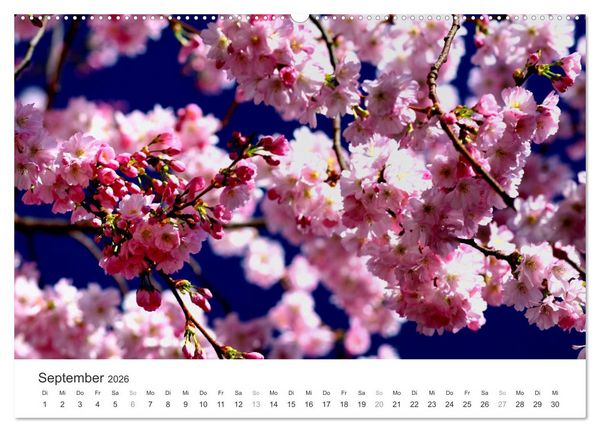 Produktbild: Kirschbl&uuml;tentraum (hochwertiger Premium Wandkalender 2026 DIN A2 quer), Kunstdruck in Hochglanz