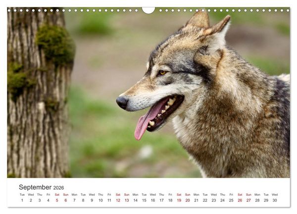 Produktbild: Wild Canada (Wall Calendar 2026 DIN A3 landscape), CALVENDO 12 Month Wall Calendar