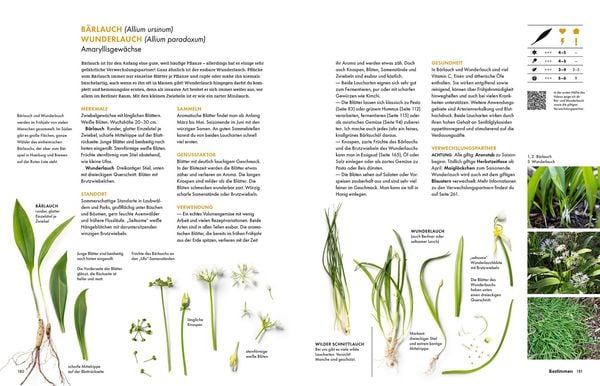 Produktbild: Wildkräuter – Bestimmen, Sammeln, Zubereiten