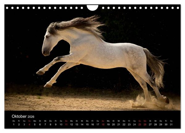 Produktbild: Spaniens stolze Pferde (Wandkalender 2026 DIN A4 quer), CALVENDO Monatskalender