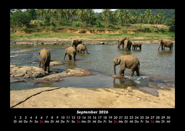 Produktbild: Elefanten - Die sanften Riesen Afrikas 2026 Fotokalender DIN A3