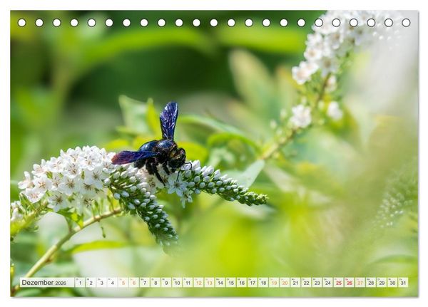 Produktbild: Bienen und Hummeln in Aktion (Tischkalender 2026 DIN A5 quer), CALVENDO Monatskalender