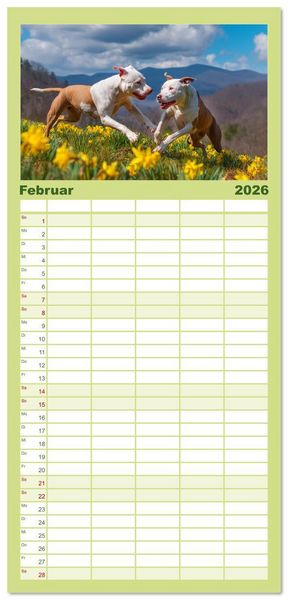 Produktbild: Familienplaner 2026 - Pit Bull Terrier. Zwischen Wildblumen und Gro&szlig;stadtglanz mit 5 Spalten (Wandkalender, 21 x 45 cm) CALVENDO