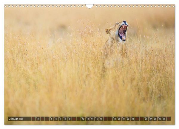 Produktbild: Auf Safari in Kenia 2026 (Wandkalender 2026 DIN A3 quer), CALVENDO Monatskalender