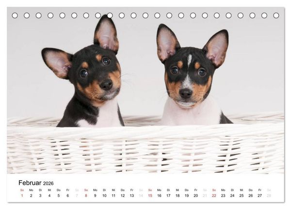 Produktbild: Bezaubernde Basenji-Welpen (Tischkalender 2026 DIN A5 quer), CALVENDO Monatskalender