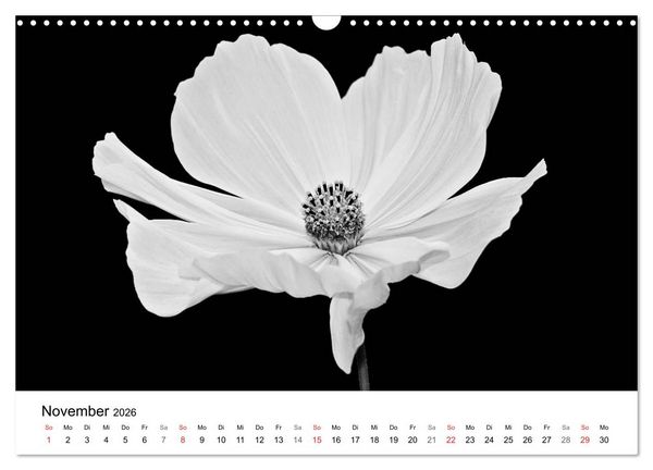 Produktbild: Blumen 2026, Schwarz-Wei&szlig; (Wandkalender 2026 DIN A3 quer), CALVENDO Monatskalender