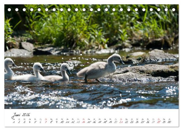 Produktbild: Ein Jahr mit den Schw&auml;nen (Tischkalender 2026 DIN A5 quer), CALVENDO Monatskalender