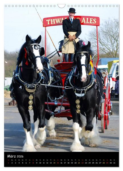 Produktbild: Shire Horse - Geschm&uuml;ckte Riesen (Wandkalender 2026 DIN A3 hoch), CALVENDO Monatskalender