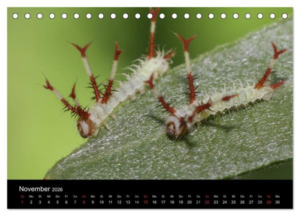 Produktbild: Faszination Schmetterlingsraupen (Tischkalender 2026 DIN A5 quer), CALVENDO Monatskalender