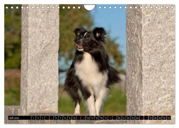 Produktbild: Shetland Sheepdogs - Kleine Charmeure (Wandkalender 2026 DIN A4 quer), CALVENDO Monatskalender