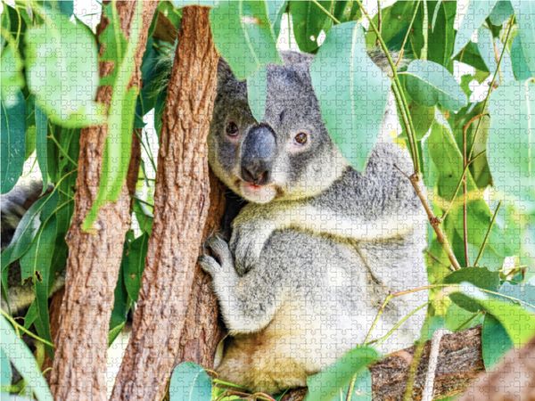 Produktbild: CALVENDO Puzzle Huhu 1000 Teile Lege-Gr&ouml;&szlig;e 64 x 48 cm Foto-Puzzle Bild von Robert Styppa