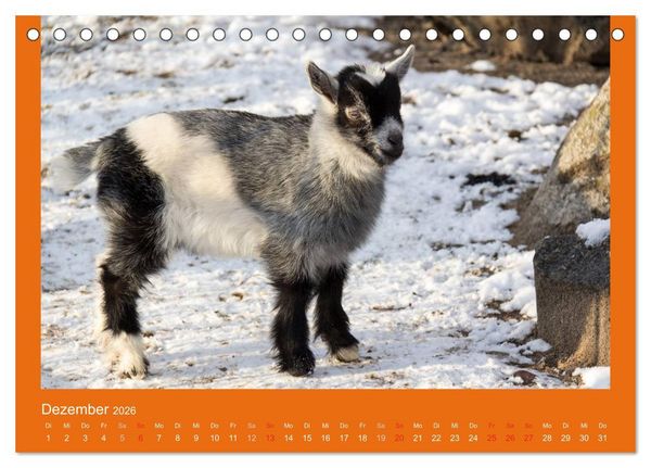Produktbild: Tierkinder (Tischkalender 2026 DIN A5 quer), CALVENDO Monatskalender