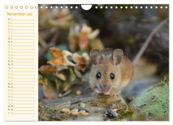Produktbild: Gr&uuml;sse von der Maus! (Wandkalender 2026 DIN A4 quer), CALVENDO Monatskalender