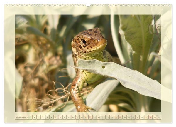 Produktbild: Minisaurier im Garten (hochwertiger Premium Wandkalender 2027 DIN A2 quer), Kunstdruck in Hochglanz