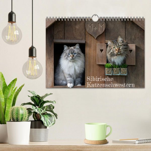Produktbild: Maui und Molokai - Sibirische Katzenschwestern (Wandkalender 2026 DIN A4 quer), CALVENDO Monatskalender