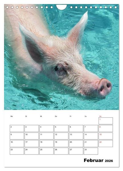 Produktbild: Schweine auf den Bahamas! (Wandkalender 2026 DIN A4 hoch), CALVENDO Monatskalender