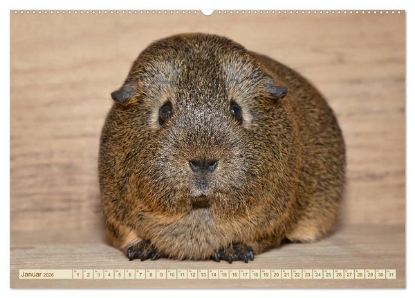 Produktbild: MEERSCHWEINCHEN neugierig - s&uuml;&szlig; - liebenswert (Wandkalender 2026 DIN A2 quer), CALVENDO Monatskalender